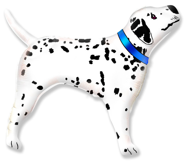 Dalmatian Dog Blue Collar 32"