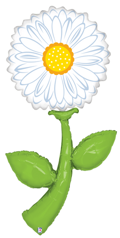 Fresh Picks White Daisy 60